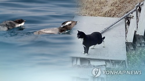 마라도 길냥이 이어 반려견에 ‘불똥’…”목줄 없는 배회 금지”