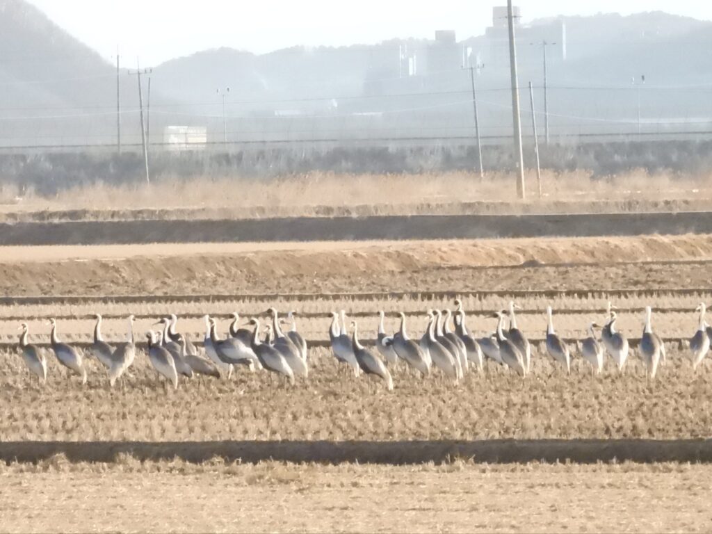 다시 찾은 재두루미떼…김포 들녘에 재두루미 무리 안착