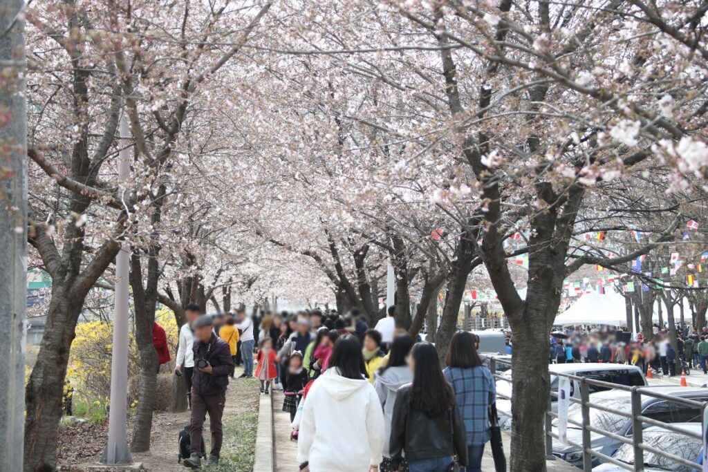 ‘왕벚꽃길에서 만나요’…안양충훈벚꽃축제 이달 30~31일 개최