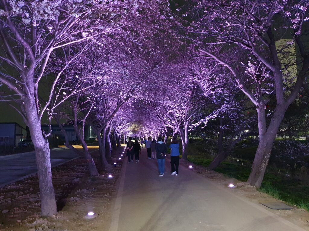 ‘연인과 손 잡고 걸어볼까?’ 계양천 ‘벚꽃터널’에 황홀한 경관조명 설치