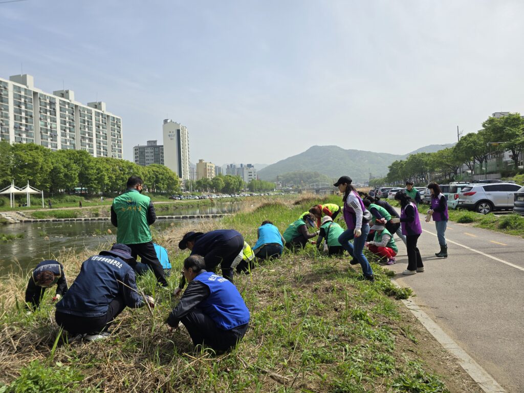 안양시, 생태계 교란식물 민・관 합동 제거작업 실시