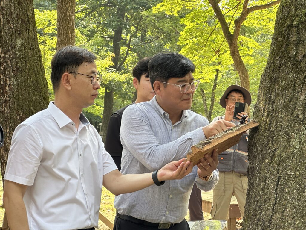 인공사육 장수하늘소, 멸종위기 극복한다