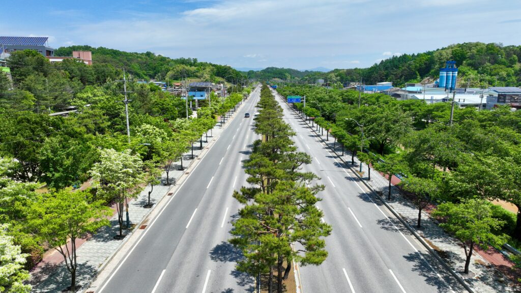 2024 대한민국 최고의 가로수길은 어디?