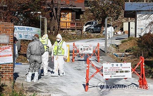 강화도, 고병원성 AI 발생해 닭 3만4천마리 살처분