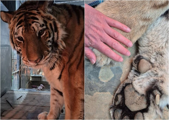 청주동물원 시베리아 호랑이 ‘이호’ 자연사…20년 동행에 작별